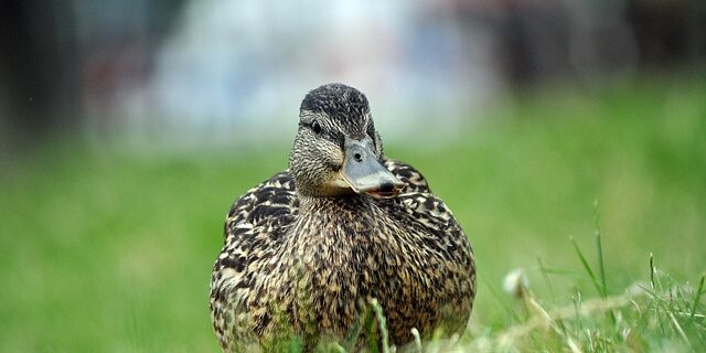 Fem smarte tricks til at knække krydsordskoden